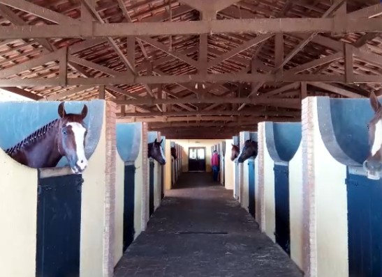 Haras leilão HIC